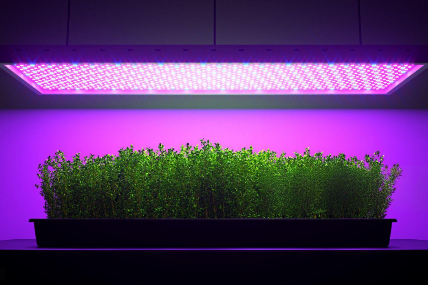 LED Grow Lights